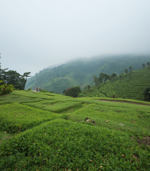 plot for sale in ooty nilgiris residential land in ooty hill station property